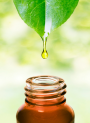 Tea Tree Oil (Extra Grade, Terpinen‑4‑OL >43%, Australian)
