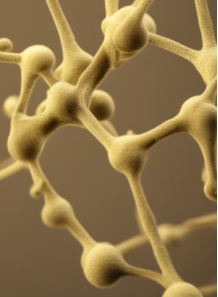 Gin-K™ (Compound K 2000ppm,...