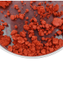 Terracotta Orange Mica (3-22micron)