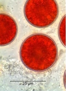 Astaxanthin 2.0% Extra-Red...