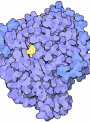Amyloglucosidase