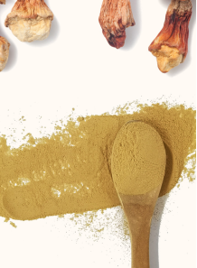 Himematsutake, Agaricus blazei Mushroom Powder (Pure Beta Glucan >30%, Agaricus blazei Murill)