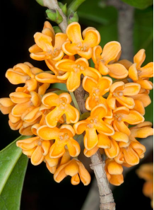 Osmanthus Floral Flavor (Water & Oil Soluble, Propylene Glycol Base)