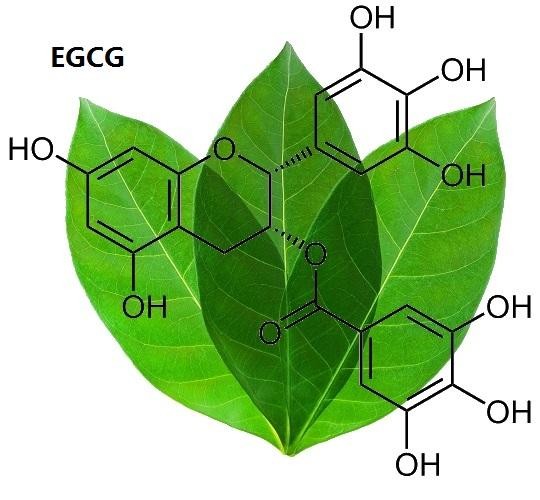 Pure-EGCG™ (Green Tea Extract, 98% EGCG)