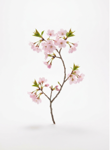 Cherry Blossom Flavor (Water & Oil Soluble, Propylene Glycol Base)