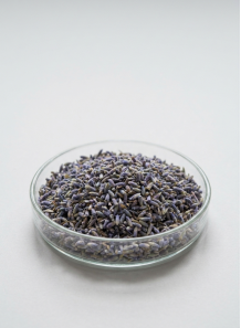 Lavender Flowers