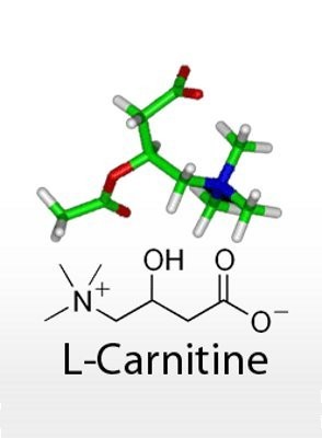 L-Carnitine (Carnitine)