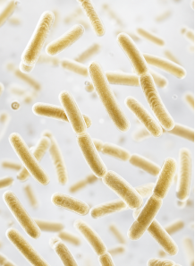 Lactiplantibacillus plantarum (600 billion/g) (Freeze-dried)