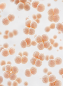 Pediococcus acidilactici (600 billion/g) (Freeze-dried)