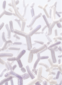 Bifidobacterium animalis subsp. lactis (600 billion/g) (Freeze-dried)