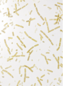 Lactiplantibacillus plantarum (600 billion/g) (Freeze-dried)