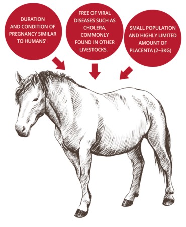 Horse Placenta รกม้าสกัด