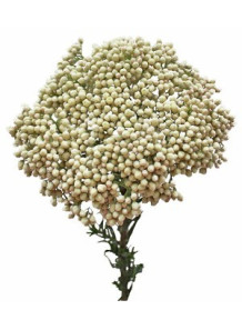 Rice Flower & Shea (Benchmark - Bath and Body Works)