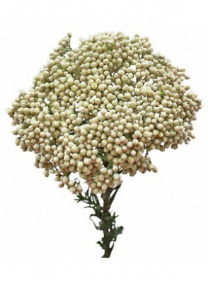 Rice Flower & Shea (Compare to Bath and Body)