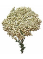 Rice Flower & Shea (Bath and Body Works)