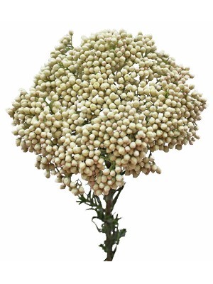 Rice Flower & Shea (Compare to Bath and Body)
