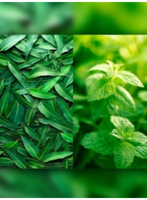Eucalyptus & Spearmint (Compare to Bath & Body)