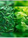 Eucalyptus & Spearmint (Benchmark - Bath & Body)