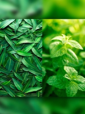 Eucalyptus & Spearmint (Compare to Bath & Body)