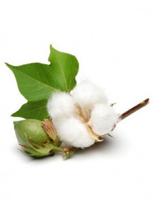 Cotton Blossom (Bath & Body)
