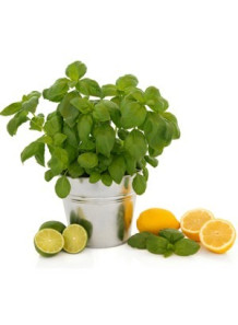 Cool Citrus Basil (Compare...