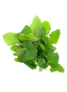 Melissa (Lemon Balm) Oil...