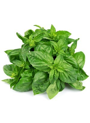 Sweet Basil Oil