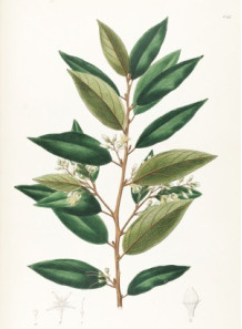  Styrax Resinoid