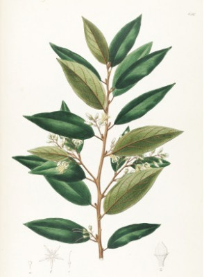 Styrax Resinoid