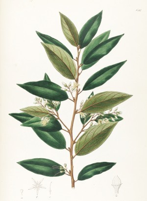 Styrax Resinoid
