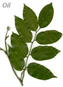Peru Balsam Oil