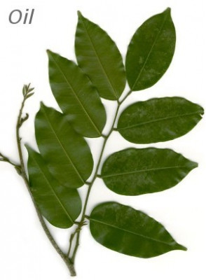 Peru Balsam Oil