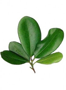 Bay Oil, Bay West Indies Oil (Leaf)