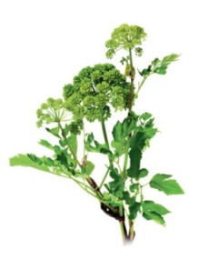  Angelica Root Oil