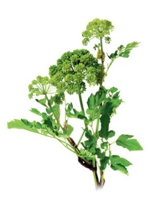 Angelica Root Oil