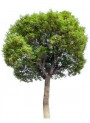 Camphor Oil (Brown)