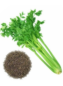 Celery Seed Oil