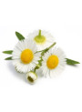 Chamomile Oil (Roman, Green/Yellow, India Grown)