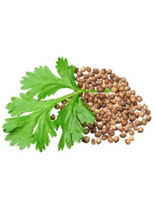  Coriander Seed Oil