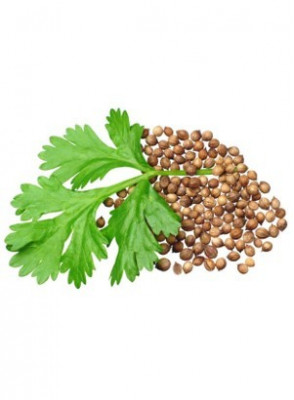 Coriander Seed Oil