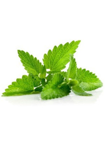 Corn Mint Oil (Leaf)