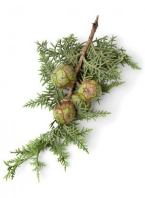 Cypress Oil (Leaf)