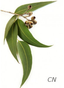 Eucalyptus Globulus Oil (China)