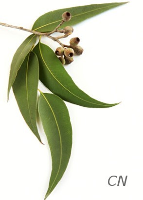 Eucalyptus Globulus Oil (China)