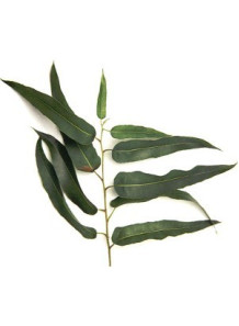  Eucalyptus Citriodora Oil (Eucalyptus Lemon, India)