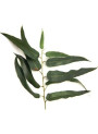 Eucalyptus Citriodora Oil (Eucalyptus Lemon, India)