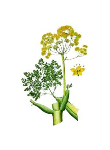 Galbanum Oil