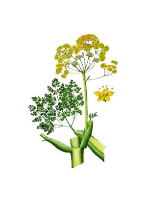 Galbanum Oil