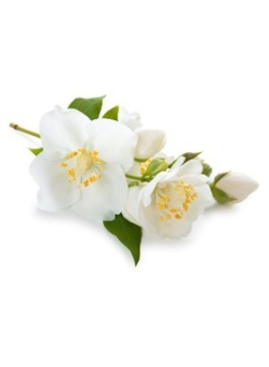 Jasmine Grandiflorum Absolute