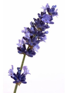 Lavender Oil (French, Elegant)